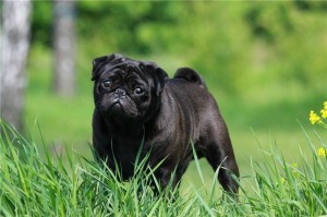 Create meme: pug dog, breed pug, breed of dog pug black