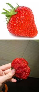 Create meme: nick strawberry, baby pictures strawberry, pictures of the strawberries for the mask