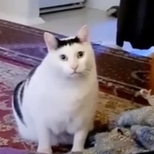 Создать мем: кот из тиктока мем мяукает, котик мем, толстый кот