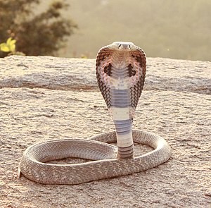 Create meme: spectacled Cobra, Cobra snake Royal, The Central Asian cobra
