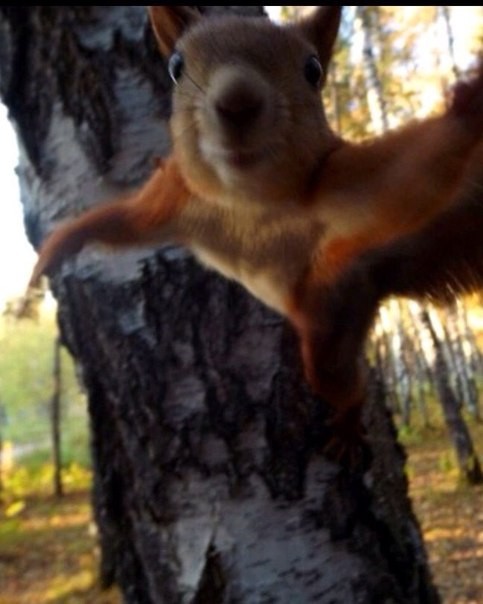 Create meme: squirrel in the forest, protein , squirrel in the Park 