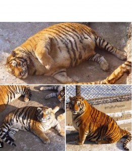 Create meme: fatty tiger, the Amur tiger, fat tiger