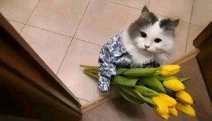 Create meme: cat with flowers, cat with flowers on March 8, cat with a bouquet