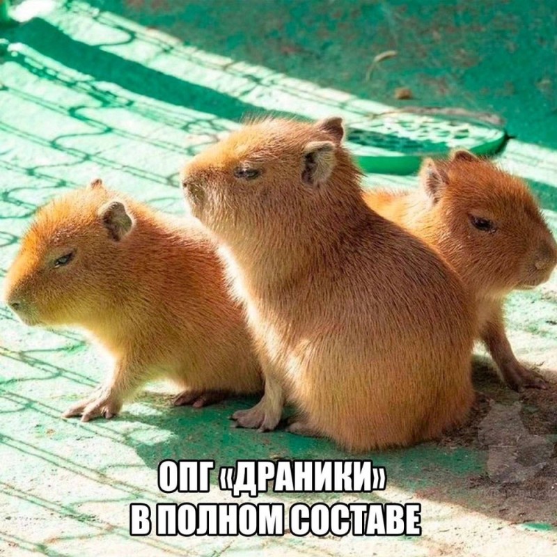 Create meme: big capybara guinea pig, a pet capybara, the capybara family