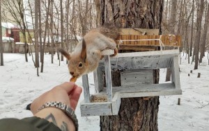 Create meme: squirrel, proteins, protein