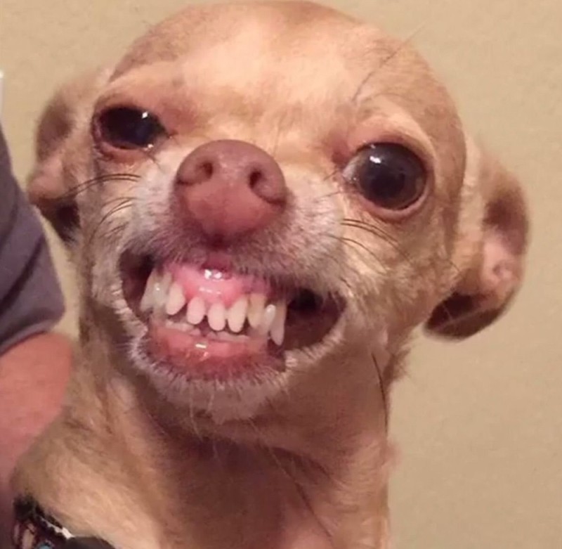 Create meme: evil Chihuahua , scary Chihuahua, angry chihuahua