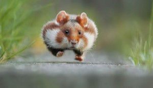 Create meme: animals, hamster, fat hamster pictures