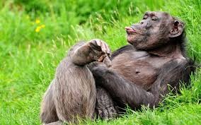 Create meme: chimpanzees, chimpanzee laughs, the monkey is resting