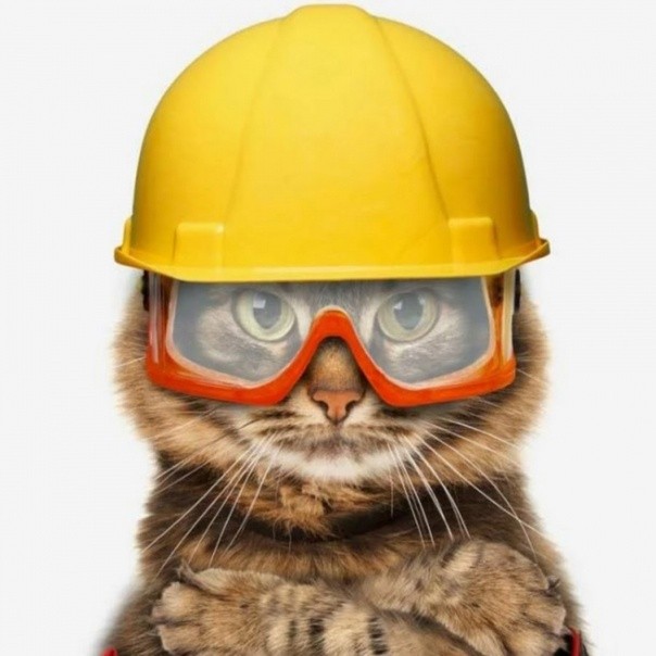 Создать мем: котик в каске, кот в строительной каске, котики строители