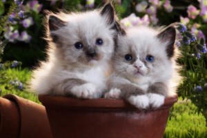 Создать мем: очаровательные котята, красивые котята в цветах, милые котята