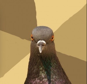 Create meme: each pigeon meme, feel free to pigeon meme, dove's gobble EPTA