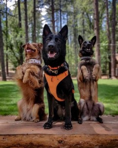 Create meme: shepherd, dog, Malinois