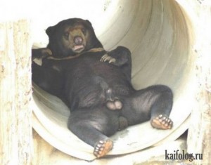 Create meme: Malayan sun bear