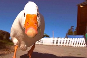Create meme: goose, duck, goose