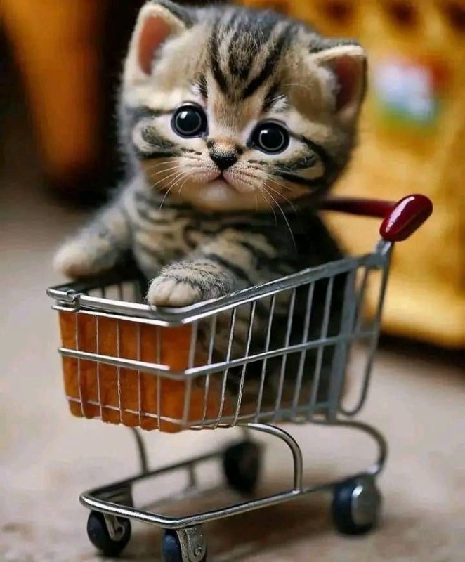 Create meme: cat with a cart, kitten shop, Mimi's cat