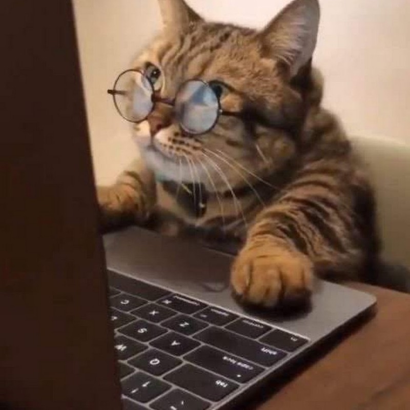 Create meme: cat at the computer, cat funny , the cat at the computer