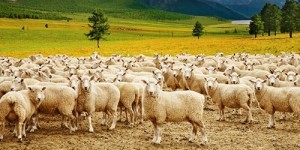 Create meme: a flock of sheep in a dream, the herd, flock of sheep