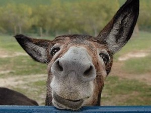 Create meme: funny donkey, cute donkey, ass Karabakh