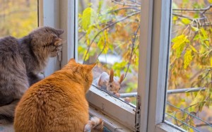 Создать мем: уютный кот, коты за окном, кот смотрит в окно