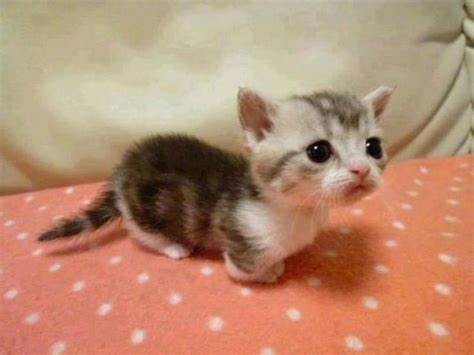 Create meme: little kitty, a dwarf kitten, Munchkin kittens are newborns