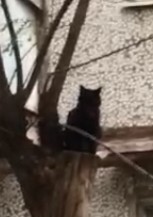 Создать мем: весенняя черная кошка, уличного кота, кот
