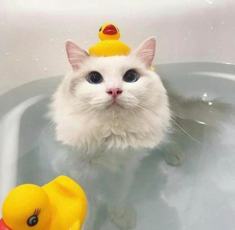 Создать мем: кот в ванне, котик в ванне с уточками, милый кот пикча