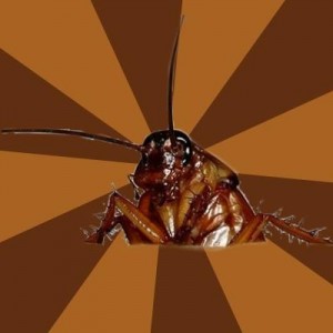 Create meme: roach, mosquito, bug