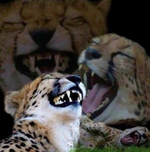 Создать мем: смеющийся гепард, cheetah, Тігр