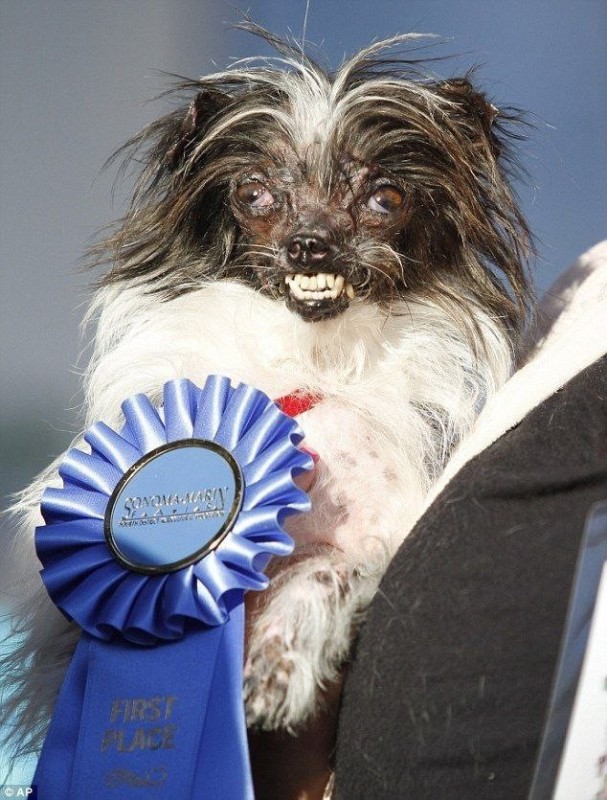 Create meme: Chinese crested sam, the Chinese crested dog is scary, The scariest dog breed in the world