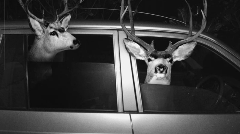 Create meme: deer , deer driving, car 