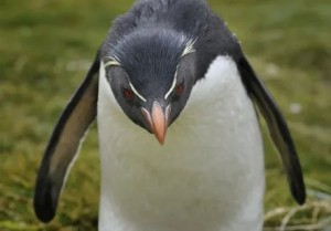 Создать мем: хохлатый пингвин, пингвин, пингвин злой
