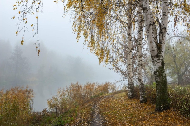 Create meme: birch in late autumn, autumn , sad autumn