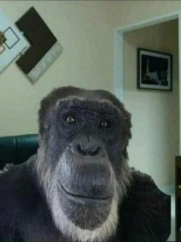 Create meme: monkey smiles meme, monkey , monkeys meme