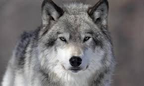 Create meme: proud wolf , wolf spirit, wolf muzzle