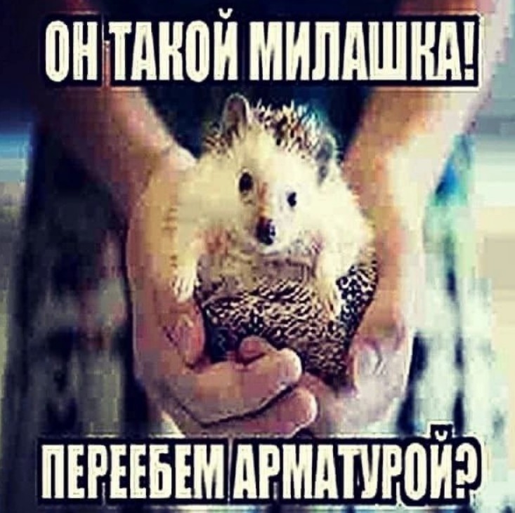 Create meme: african dwarf hedgehog, pygmy hedgehog , hedgehogs are cute