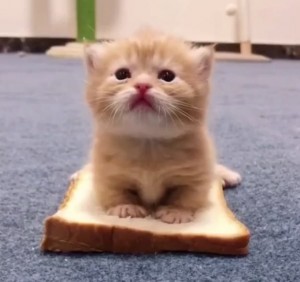 Create meme: cute kittens, Scottish fold cat