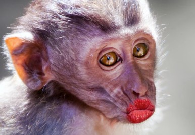 Create meme: funny monkey , monkey with lipstick, monkey with red lips
