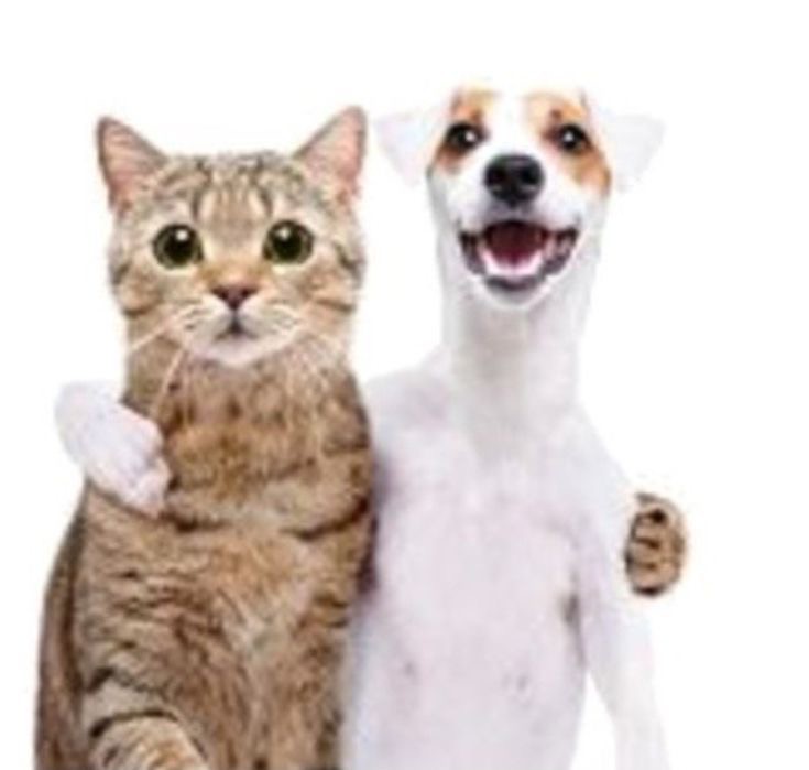 Create meme: dog and cat , jack russell terrier dog, cat cat