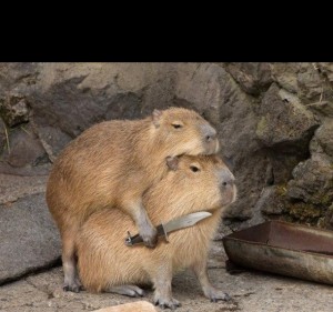 Create meme: capybara cub, rodent capybara, capybara animal