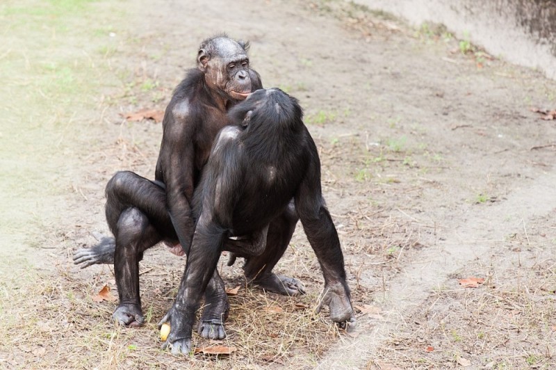 Create meme: Bonobo male, female bonobos, gorilla male