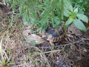 Create meme: greek tortoise, turtle, turtle