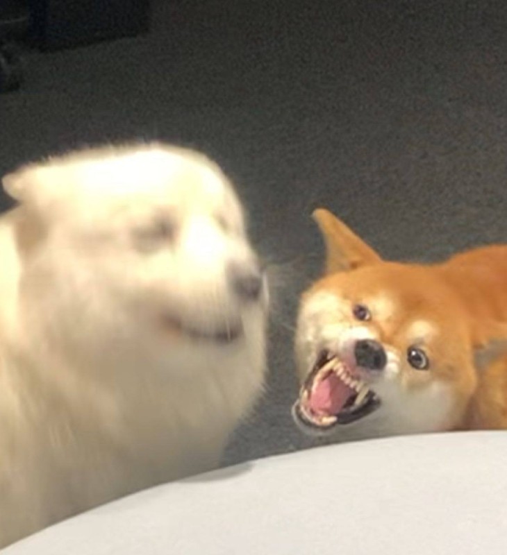 Create meme: the evil dog , doge , Shiba inu meme