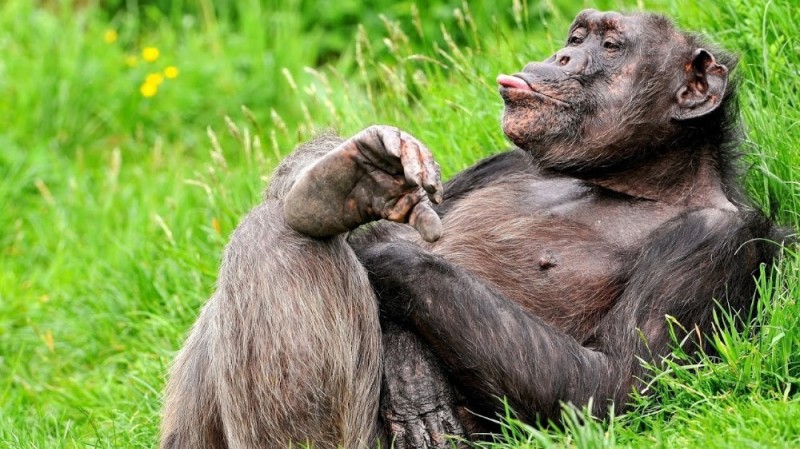 Создать мем: лучшие приколы, шимпанзе, горилла обезьяна