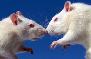 Create meme: rats, mouse and rat, white rat