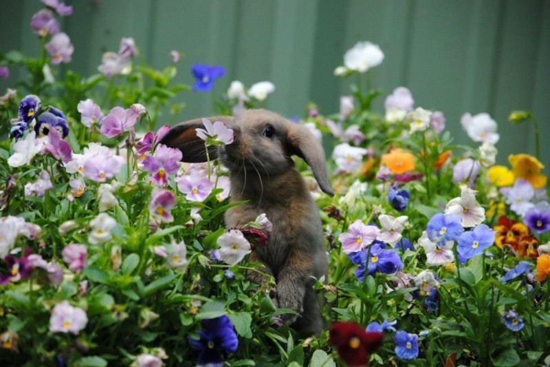 Создать мем: весна животные, кролик с цветами, животные дарят цветы