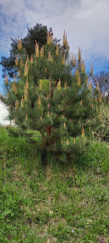 Create meme: mountain pine, pine tree, mugus mountain pine