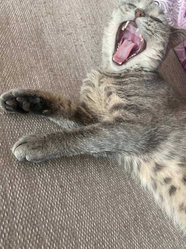 Create meme: cat , kitty yawns, kitty 