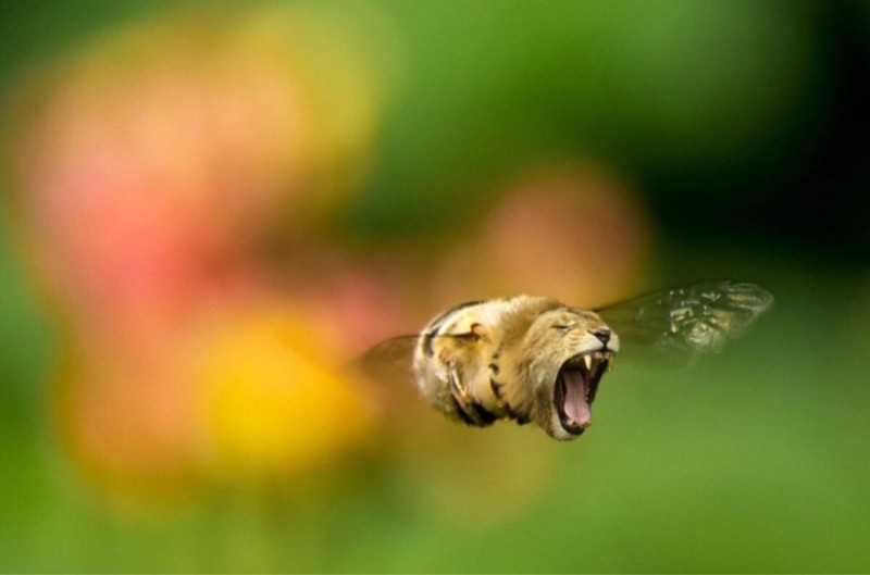 Создать мем: пчела макросъемка, сумасшедшие животные, гибриды животных
