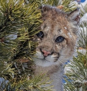 Create meme: winter animals, baby animals, really cute animals