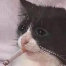 Создать мем: котик с сигаретой плачет, курящий кот, мем кот с сигаретой